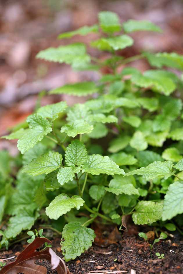 Lemon balm is growing in the garden.