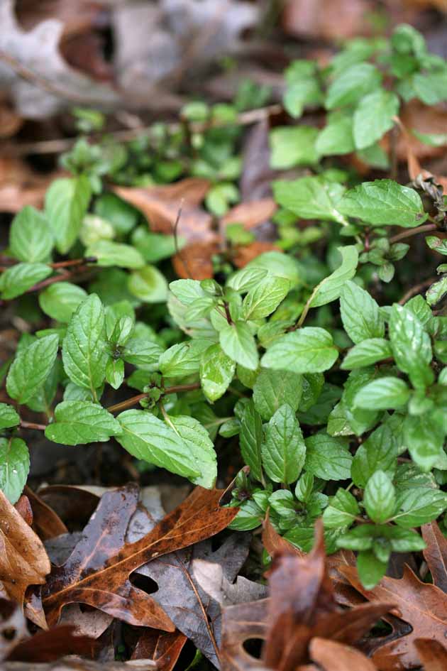 Peppermint growing in the garden.