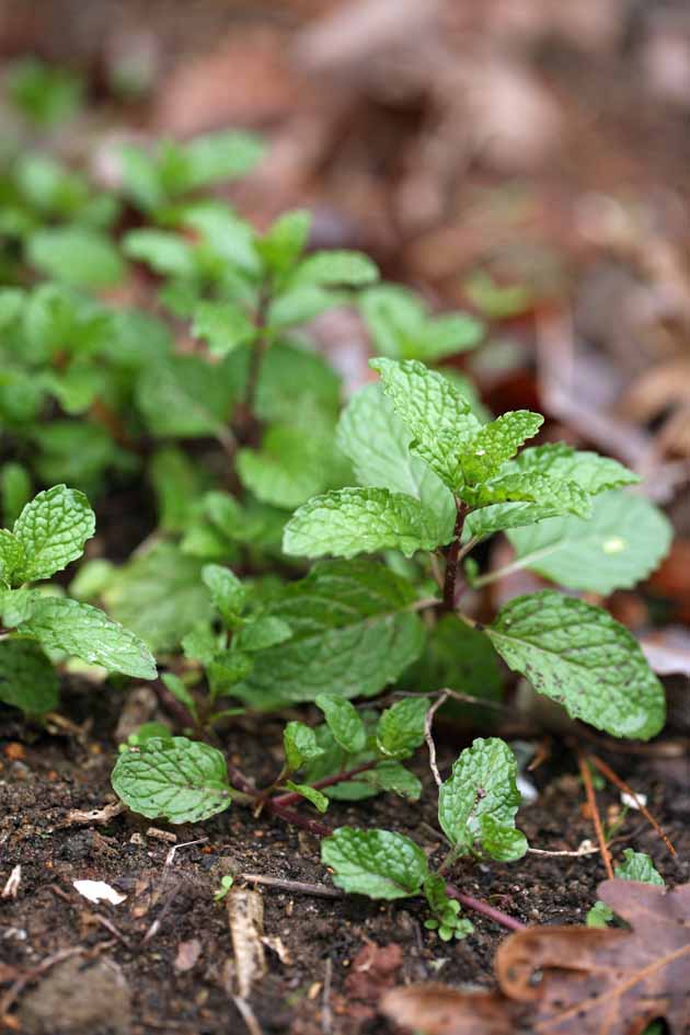 Spearmint growing in the garden