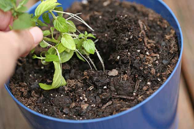 Planting mint in container.