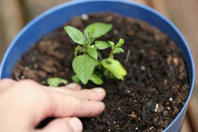 Mint plant in a pot. How to mint from cuttings. 