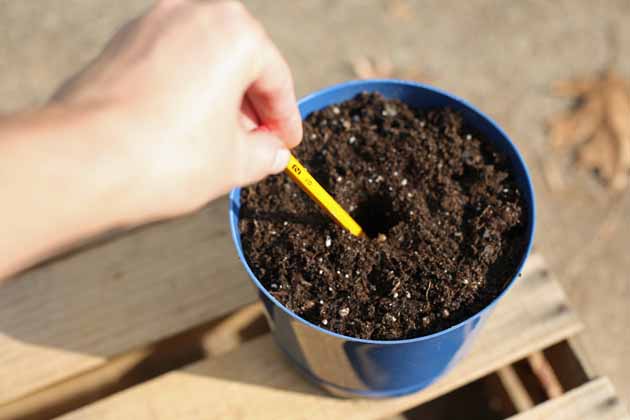 A container for growing mint.