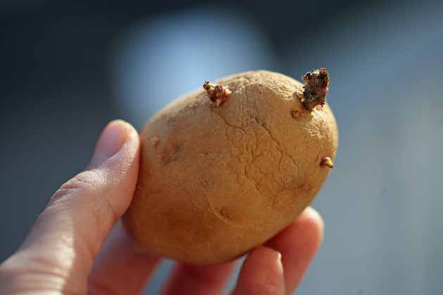 Seed potato.