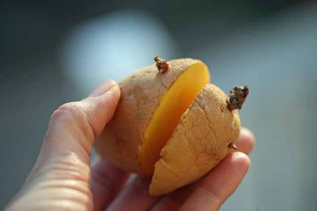 Dividing seed potatoes.