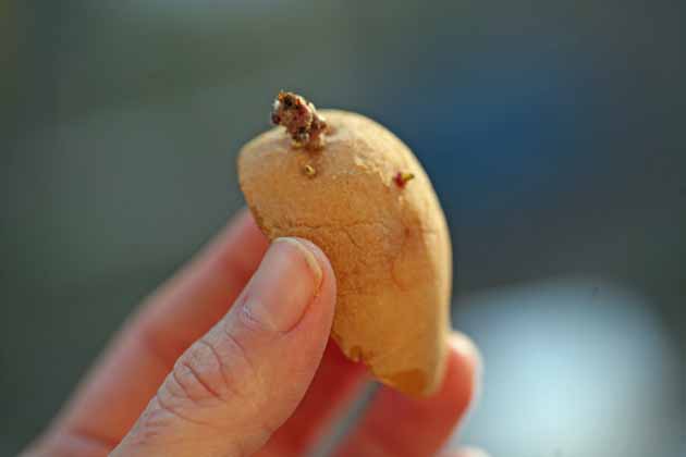 Everything you need to know about how to grow potatoes. How to plant potatoes,care for your potato plants, harvest, and store your crop for a long time. #LadyLee'sHome