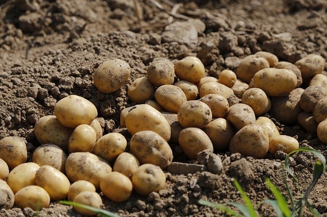 how to harvest potatoes.