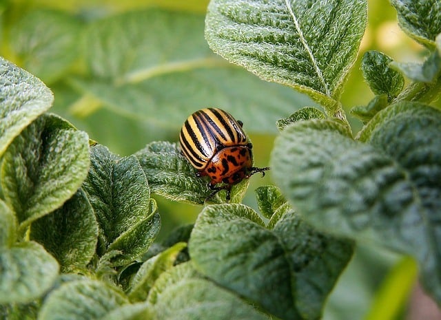 Adult Colorado potato beetle.
