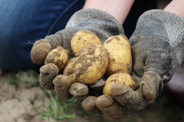 Why do potatoes grow in bags of soil have so many tubers? Here is