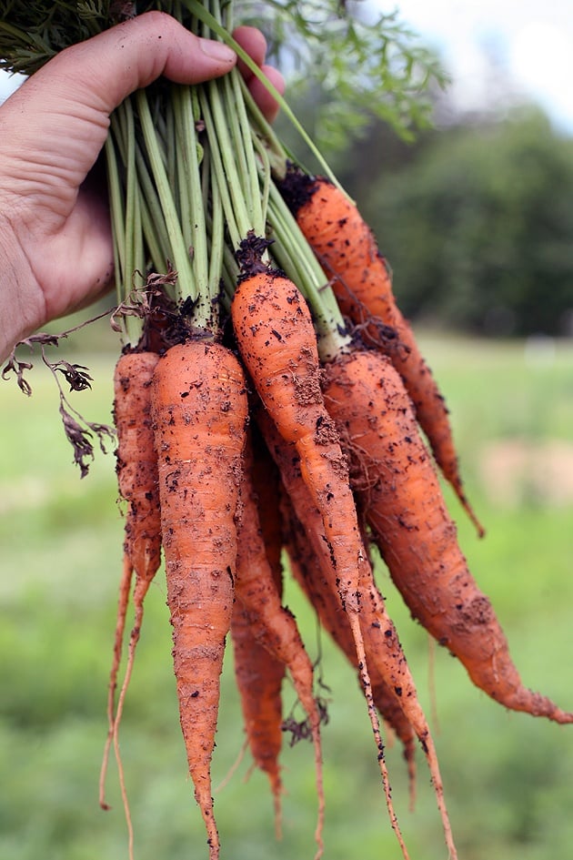 Mature carrots after harvest.