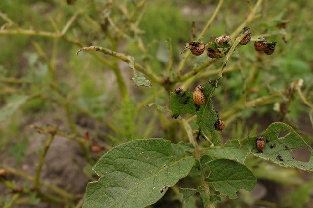 Young Colorado potato beetle on a potato plant.