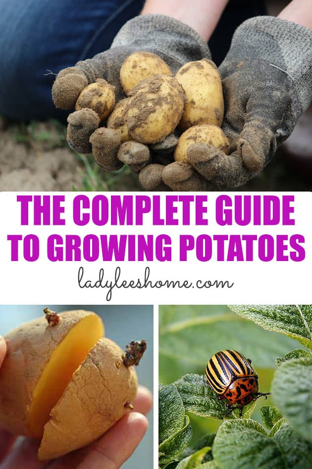 This complete guide to growing potatoes will teach you everything that you need to know about growing potatoes in the home garden. Learn how to grow potatoes for maximum production so you can enjoy your harvest for months!