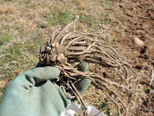 This is a step-by-step picture tutorial on how to plant asparagus crowns and grow asparagus for years. We'll go over how to plant asparagus crowns, how to care for your asparagus plants, and how to harvest asparagus. 