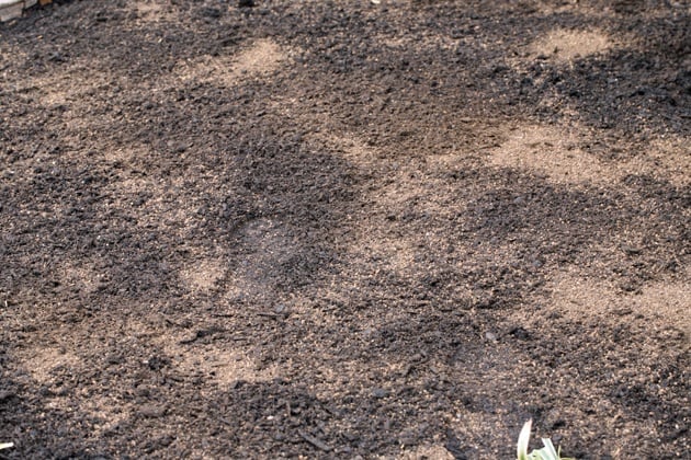 Spreading Espoma on the garden bed.