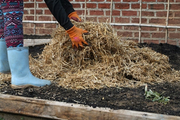 Mulching the bed with straw.