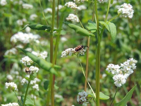 Pollinator on buckwheat