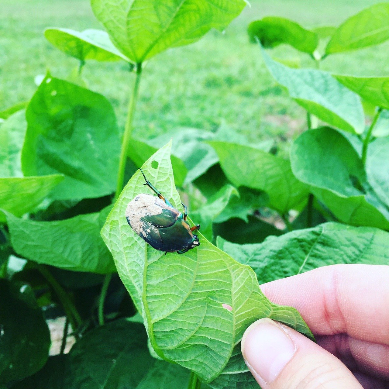 Japanese beetle on bean leaves. 