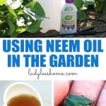 How to Use Neem Oil on Plants - Lady Lee's Home