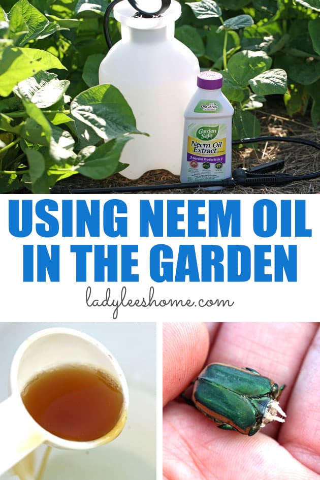 Neem oil is an organic pesticide that is safe for pollinators and plants yet can help you control insects, pests, and fungi in your garden. In this post, you'll learn how to use neem oil on plants.  
#neemoil #neemoilingarden