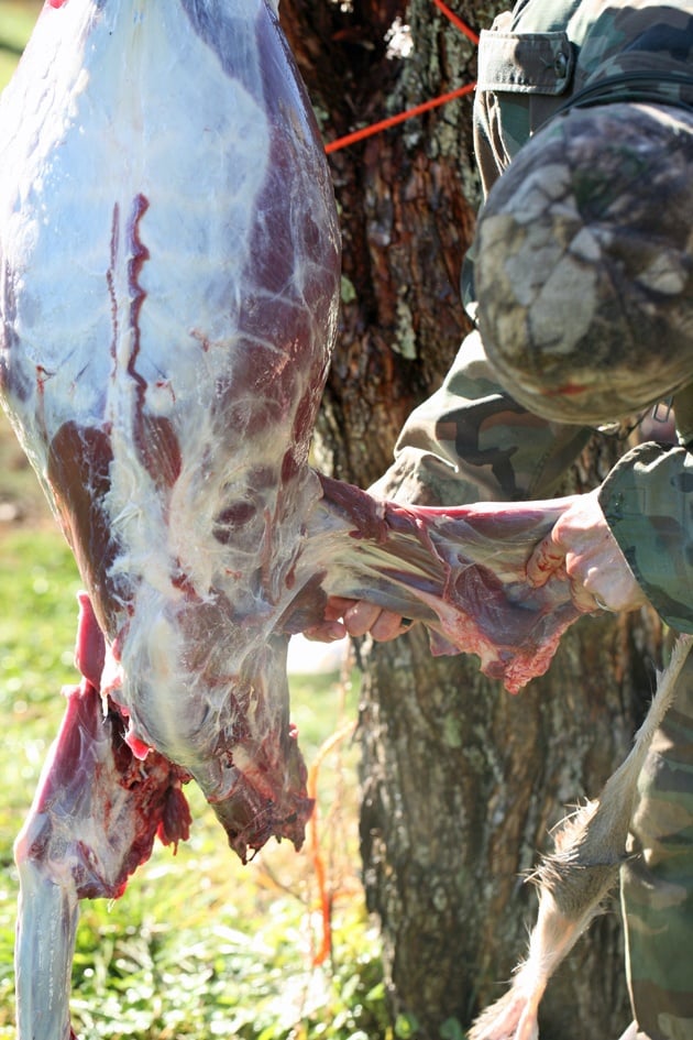How to Butcher a Deer.