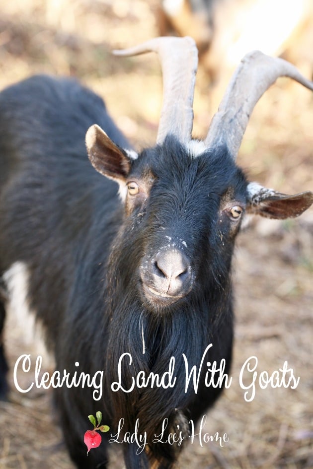 Clearing Land With Goats (Video)