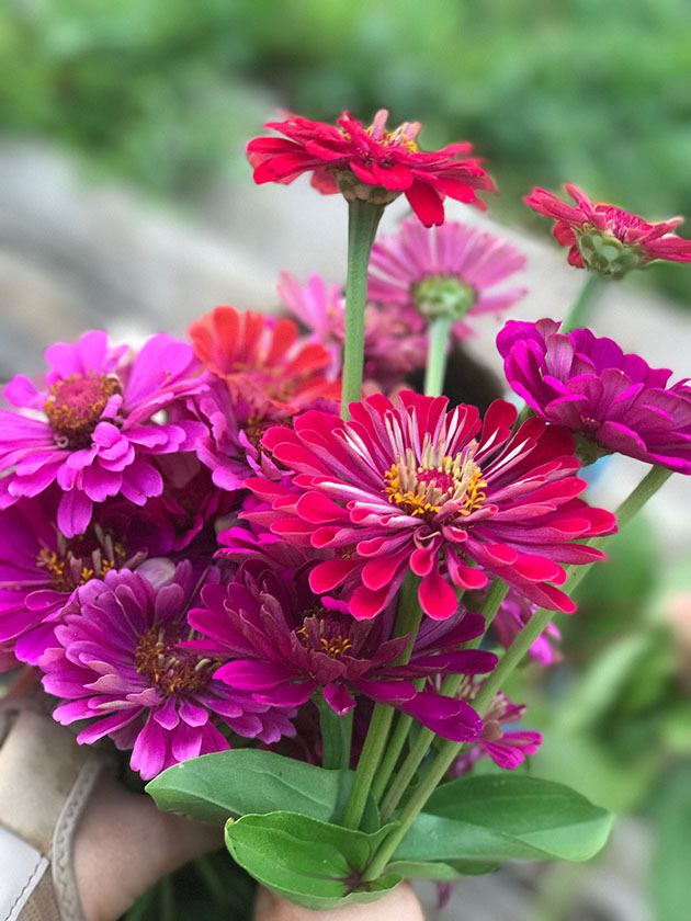 Pink zinnias.