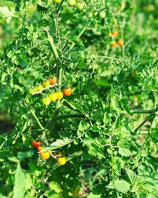 Matt's Wild tomatoes.