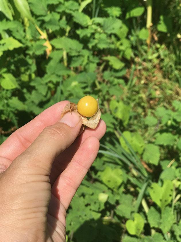 Ground cherries.