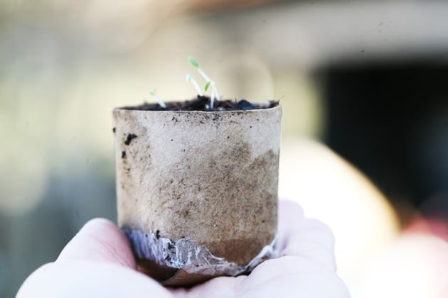 Seeds germinate in a toilet paper roll.