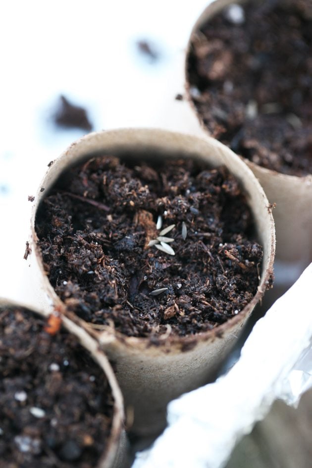 How to Use Empty Toilet Paper Rolls as Compostable Seed-Starters