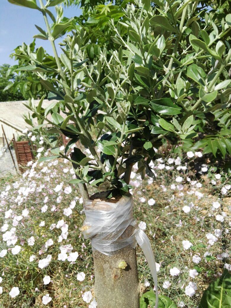 A successfully grafted olive tree a few month after grafting. 