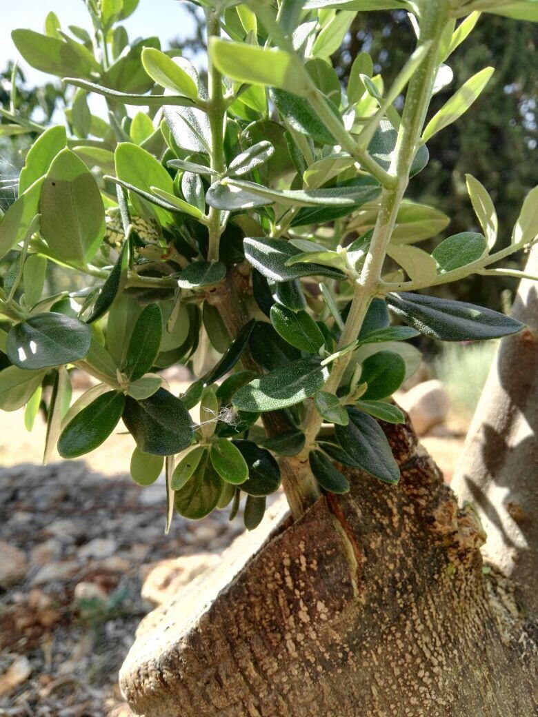 Olive tree six month after grafting.