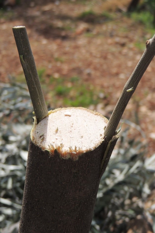 Two shoots grafted on the same branch. 