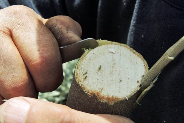 Inserting anther shoot on the other side of the branch.