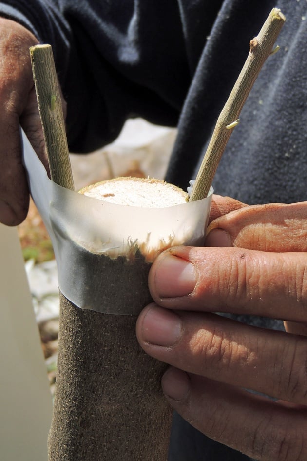 Bandaging the grafted branch.