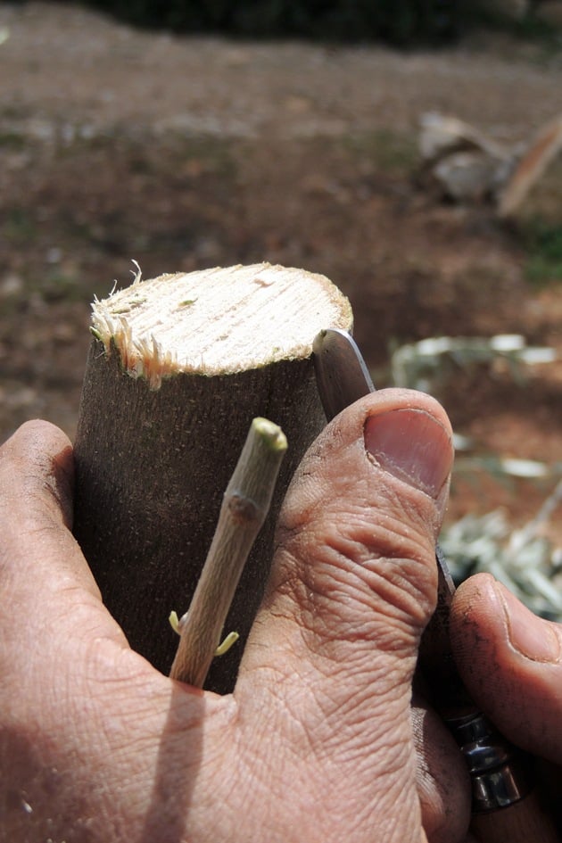 Cutting the branch of the tree before inserting the shoot. 