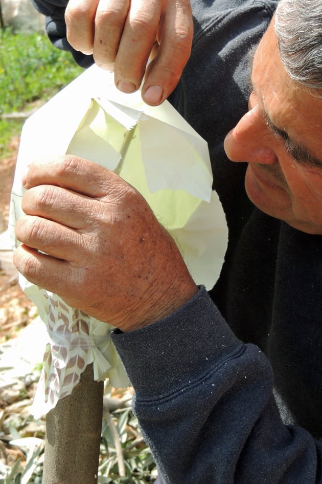 Covering the grafted branch with a paper bag.