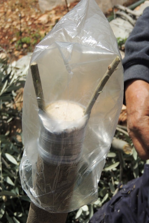 Creating a greenhouse effect with a produce bag.