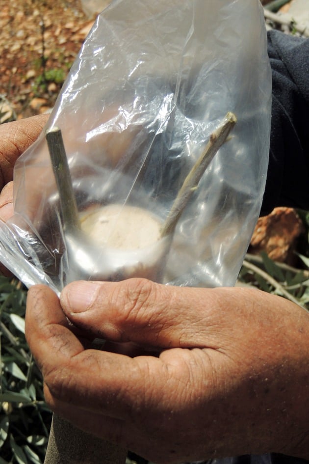 Covering the grafted branch.