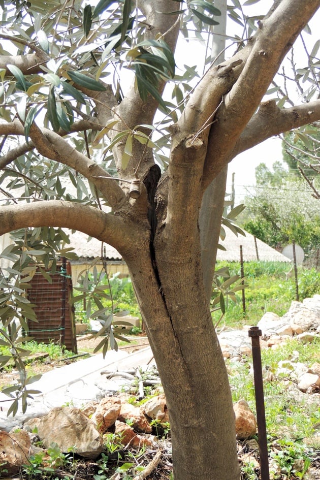 Grafting Fruit Trees A Step by Step Picture Tutorial Lady Lee's Home