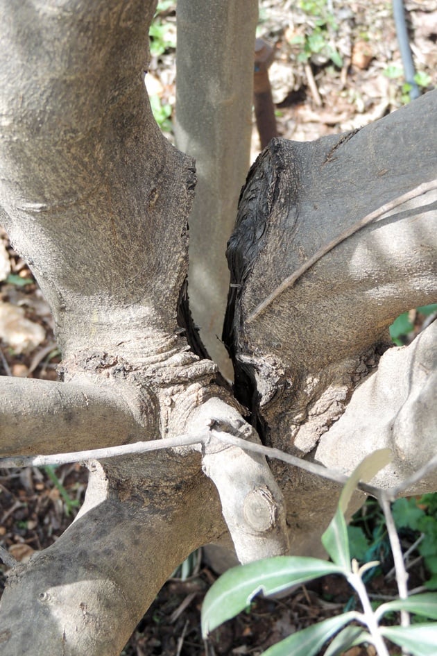 Another look at the split tree before grafting.