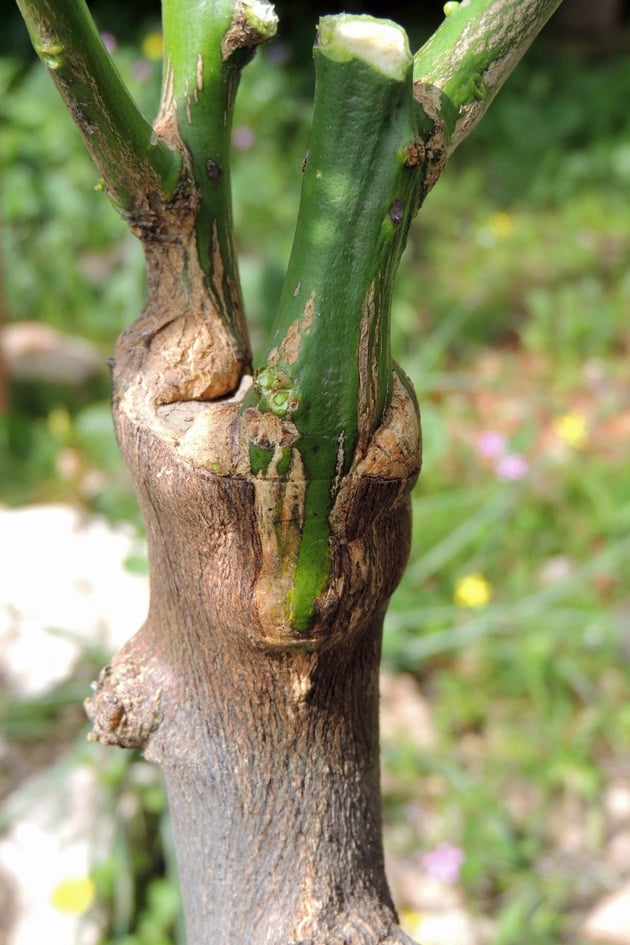 A grafted branch.