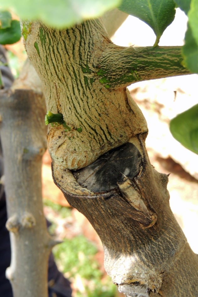 How a grafted branch looks like.