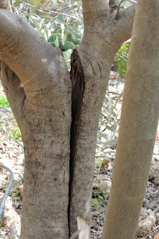 A close up of the split tree.