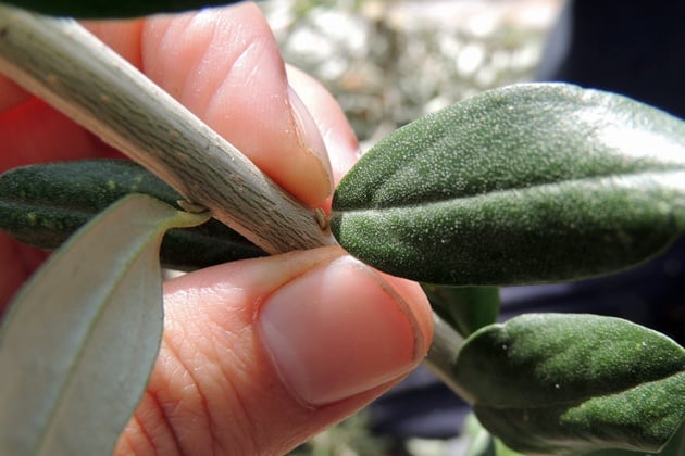 Looking at the shoot's bud.