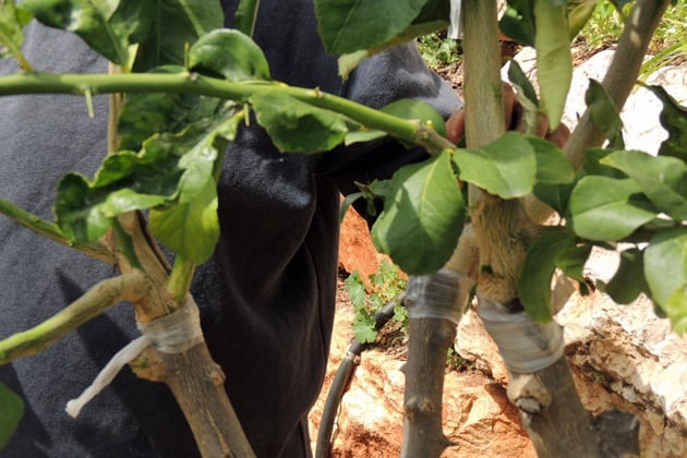 Another look at a successfully grafted branch.