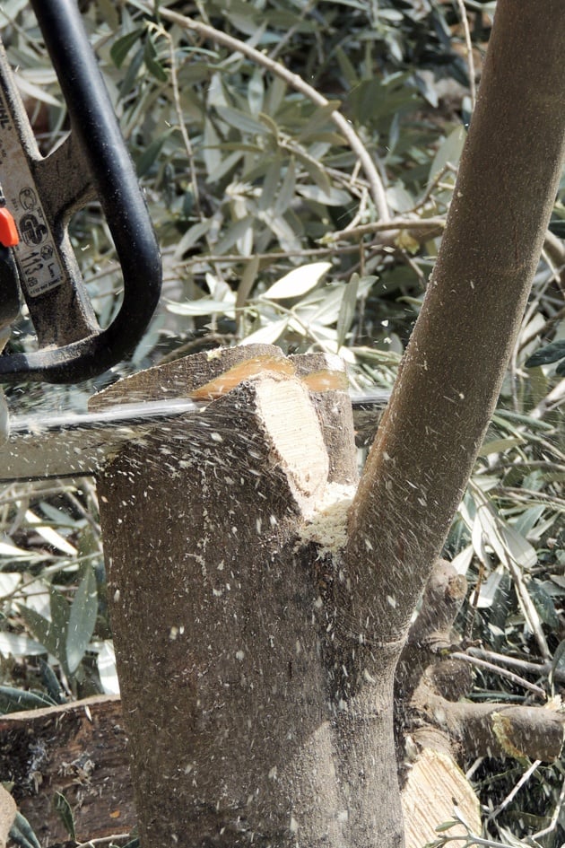 Chainsaw cutting the tree low.