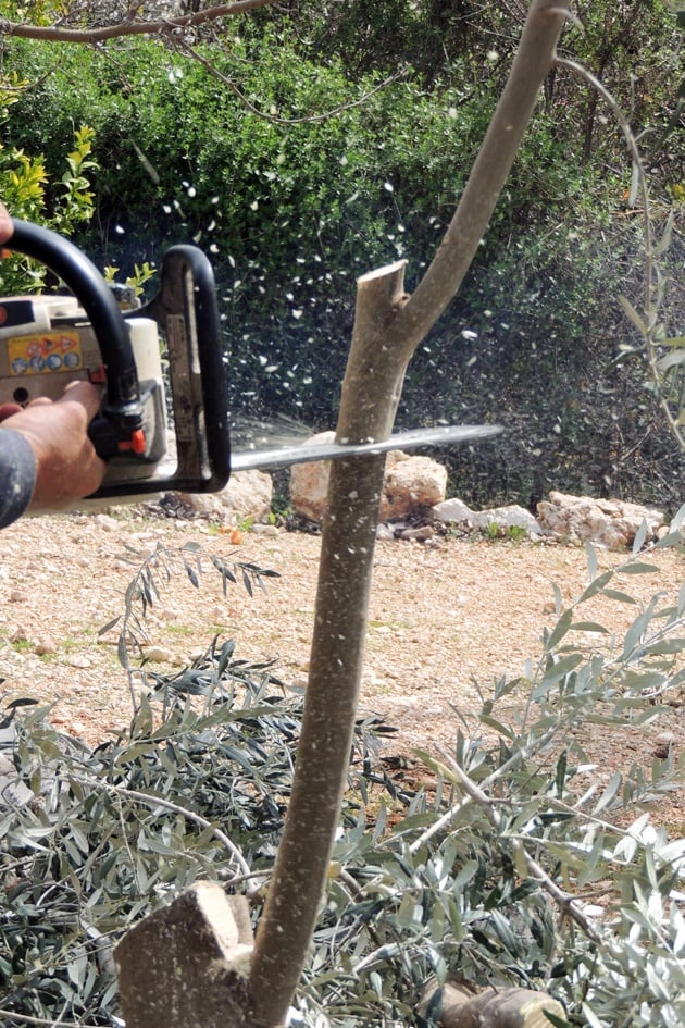 Chainsaw cutting the second branch of the same tree.