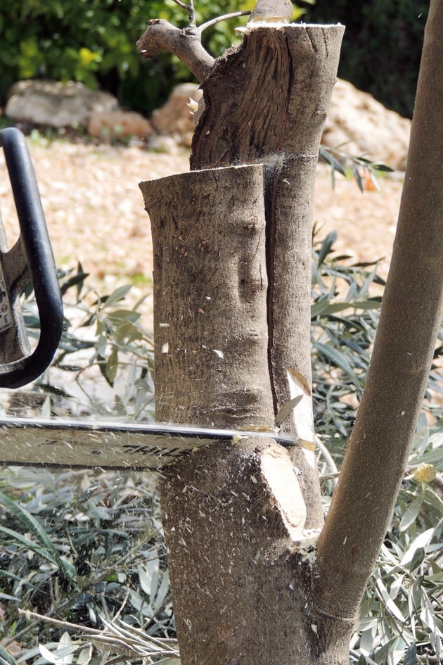 Preparing the tree for grafting. Cutting the branch low.