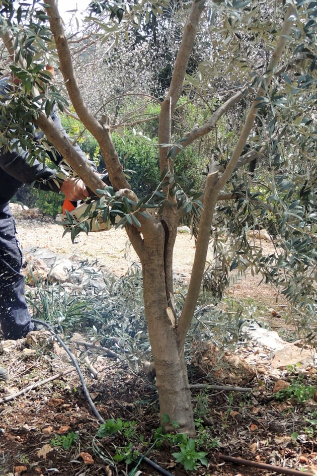 Preparing the tree for grafting.