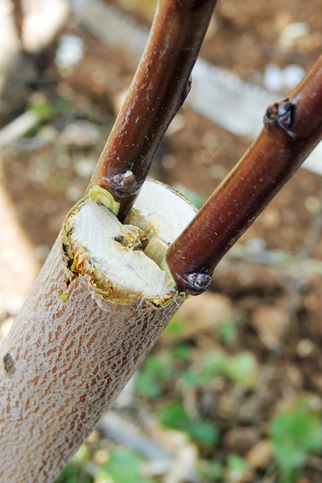 Two shoots grafted on a small branch.